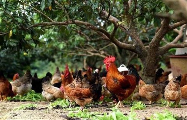 林地养鸡 应注意的问题
