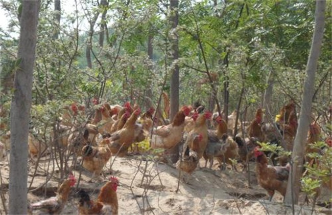 林地养鸡 养殖风险
