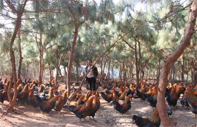 林地养鸡 养殖风险