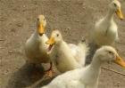 雏鸭养殖常见问题