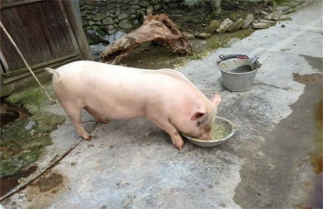 提高猪饲料利用率的措施