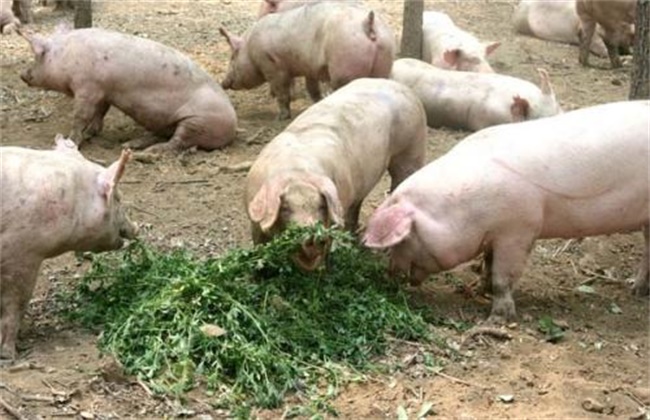 提高 猪饲料利用率 措施