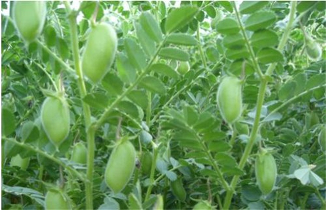 鹰嘴豆 栽培技术