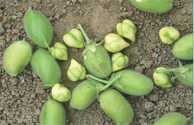 鹰嘴豆 栽培技术