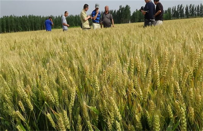 小麦 增产增收 新技术