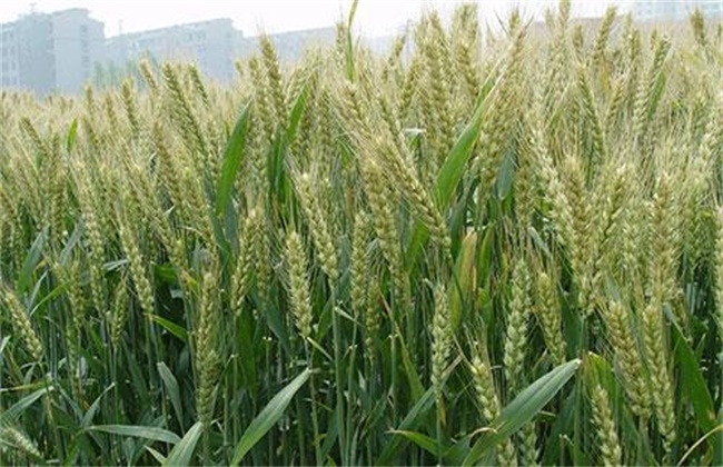 小麦 增产增收 新技术