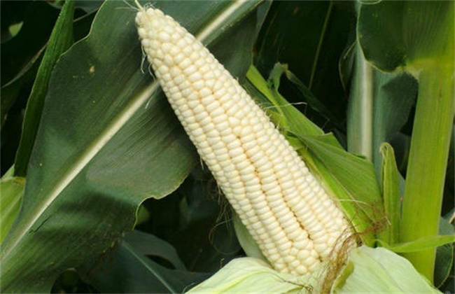 糯玉米种植技术与管理