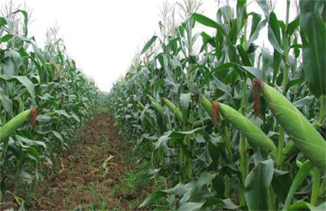 糯玉米 种植技术 管理