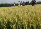 小麦增产增收新技术