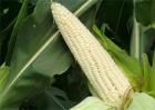 糯玉米种植技术与管理