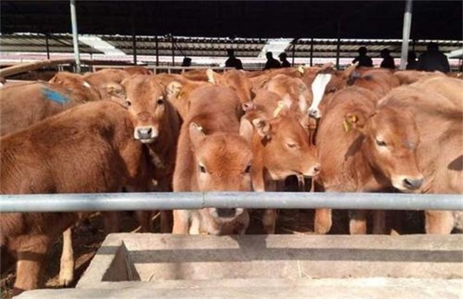 无公害 肉牛 养殖技术