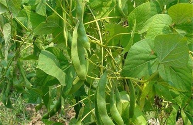 扁豆