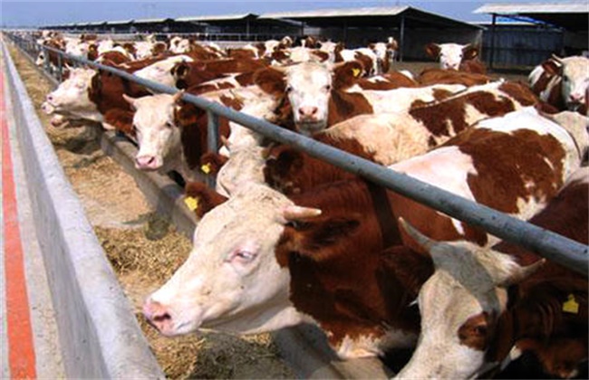 肥牛养殖中存在的问题