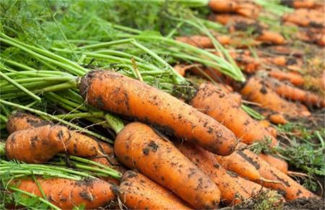 胡萝卜 高产施肥技术