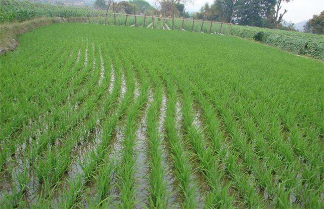 早稻插秧和管理技术