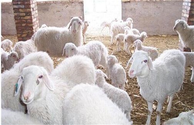 山羊 短期育肥技术