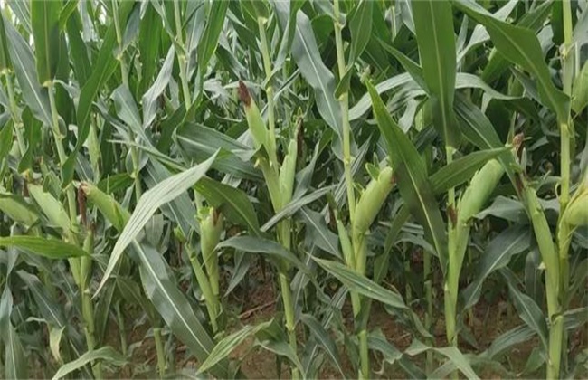 玉米后期抗旱措施