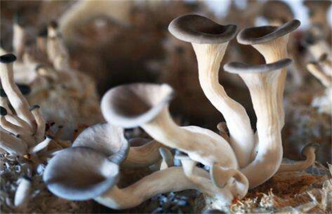 平菇幼菇死亡原因及防治方法