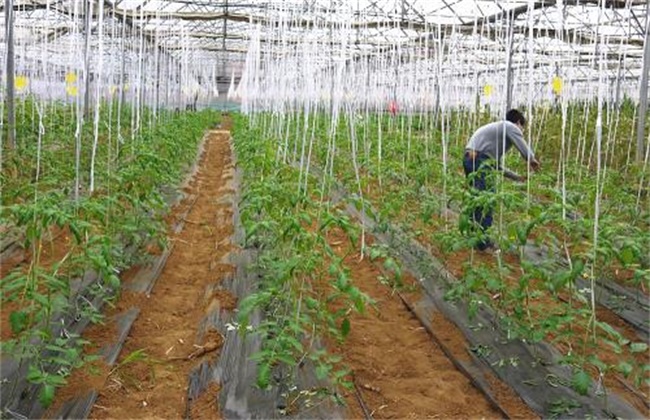 番茄种植土肥水管理技术
