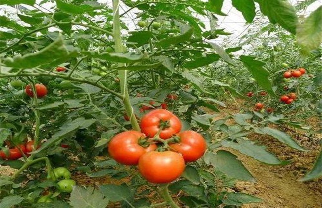 番茄种植 土肥水 管理技术