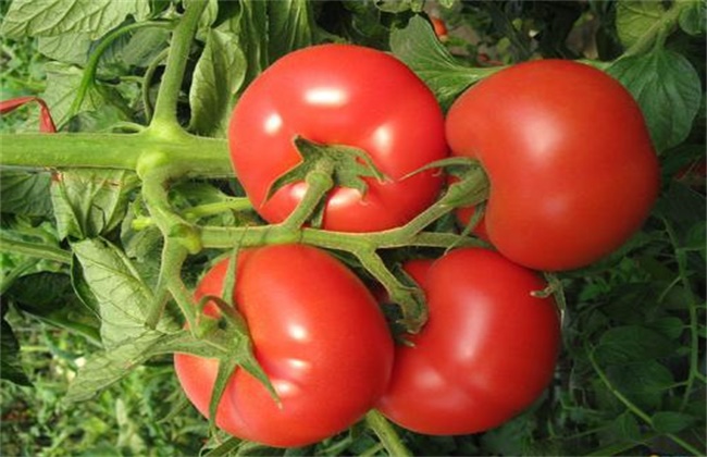 番茄种植 土肥水 管理技术