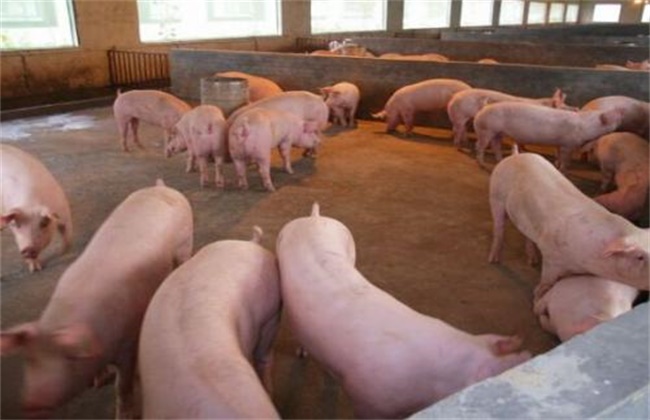 养猪时常见的错误喂养行为