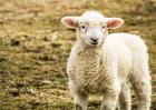 澳门威尼人官方网址_饲养小羊的注意事项