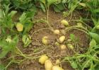 土豆只长秧不结薯预防和补救措施