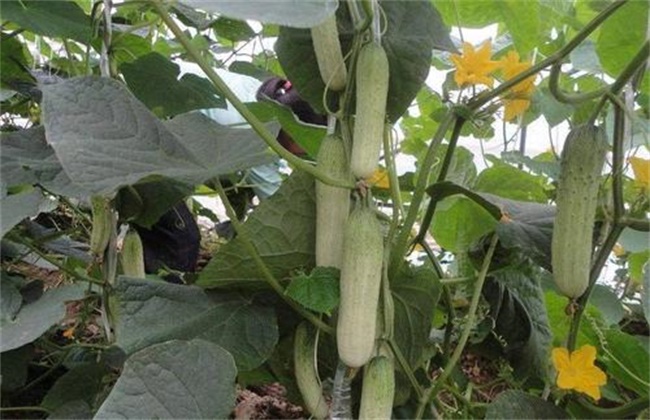 黄瓜连续结瓜的种植技巧