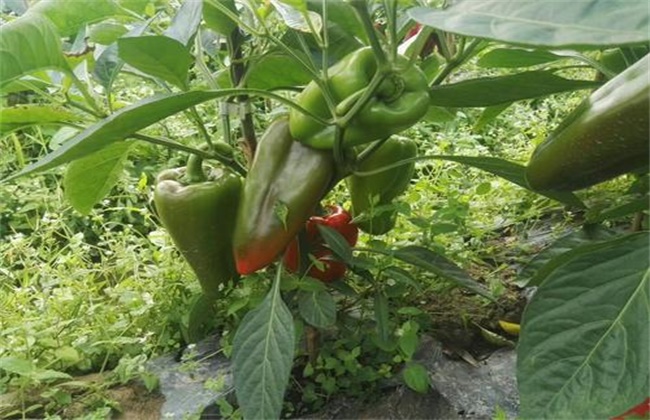甜椒种植 如何冲肥