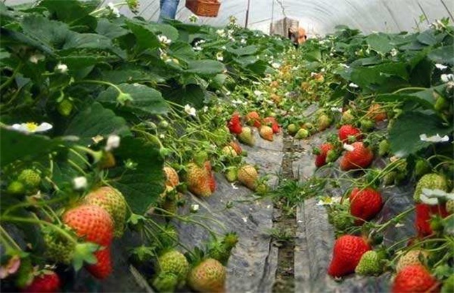 草莓如何选种