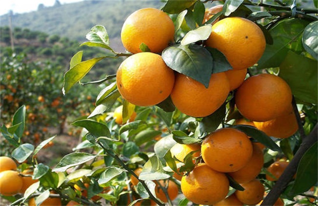 促进柑橘长个的措施