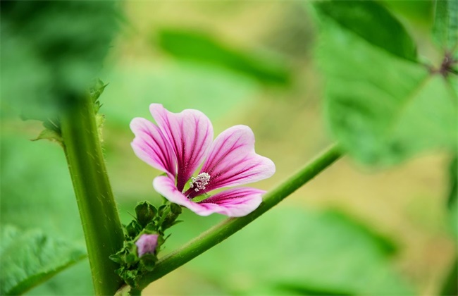 锦葵花的养殖方法和注意事项