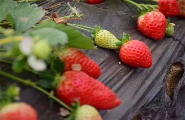 草莓膨果期用什么肥