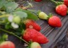草莓膨果期用什么肥