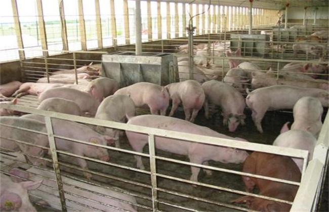养猪场 注意环境除虫