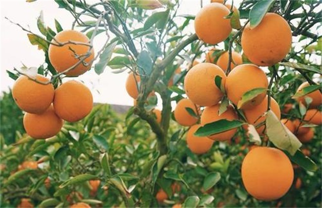 橙树 肥水管理