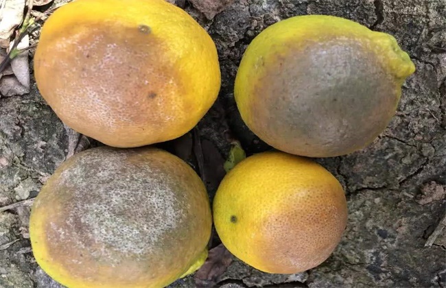 柑橘褐腐病的防治方法