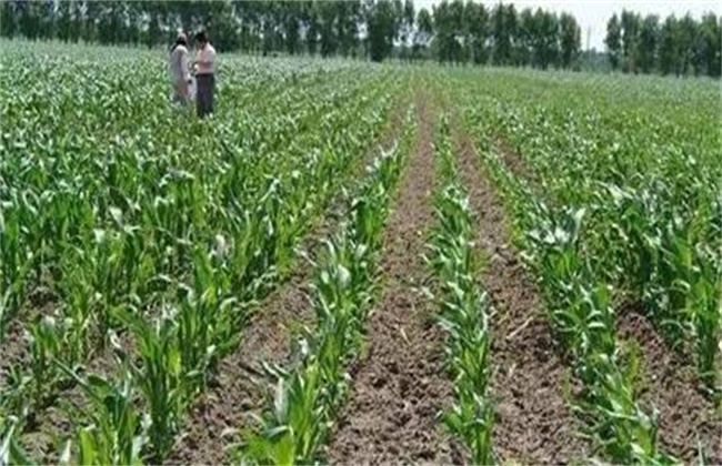 玉米蹲苗方法和注意事项