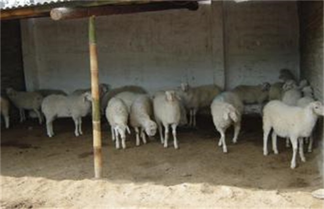 如何提高 肉羊 繁殖力