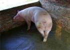 母猪消瘦综合症的防治方法