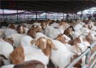 澳门威尼人官网首页_如何提高肉羊的繁殖力