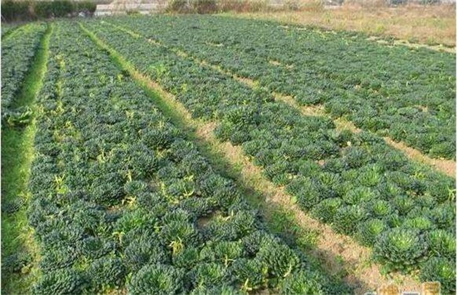 塔菜的种植技术