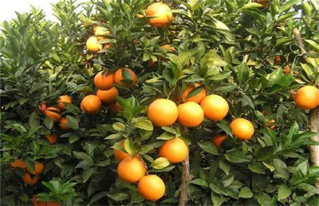 柑橘除酸增甜措施
