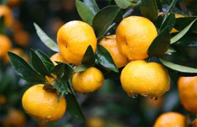 柑橘除酸增甜措施