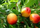 桃树成果率低是什么问题
