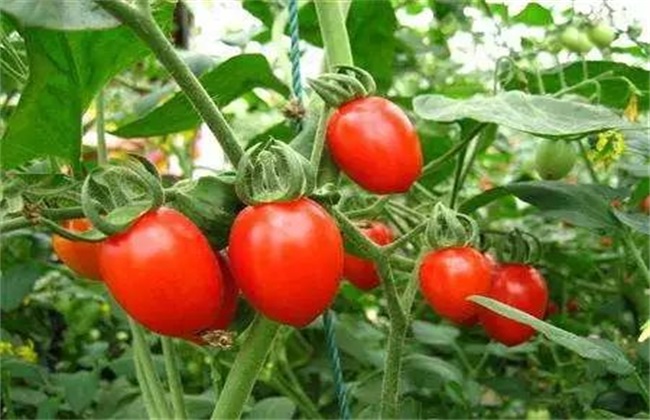 夏季番茄 技术管理