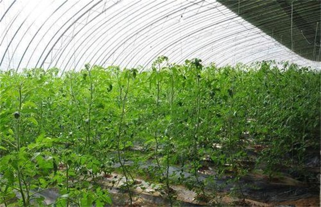 夏季西红柿 肥水管理