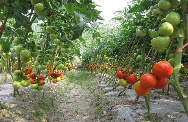 夏季西红柿 肥水管理