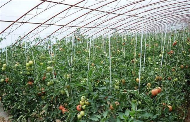 大棚番茄春季浇水方法